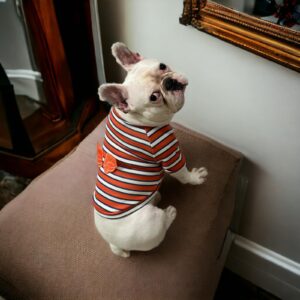T-shirt Μπλουζάκι με Φτερά για Σκύλους - Πορτοκαλί