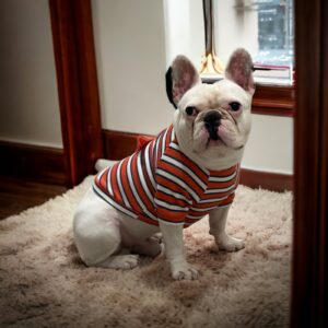 T-shirt Μπλουζάκι με Φτερά για Σκύλους - Πορτοκαλί