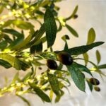 Διακοσμητικό Δέντρο Led Ελιά 1.80m